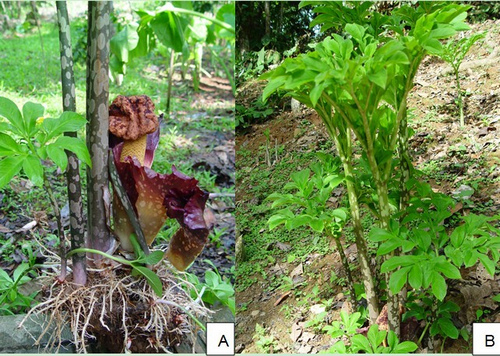 معرفی و راهنمای پرورش سبزی جات برگی - سیب زمینی پا فیلی